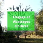 bouton-elagage