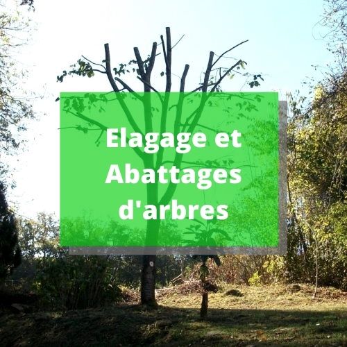 bouton-elagage